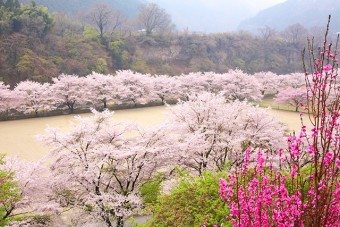 公園のまわりを桜が囲んでいる