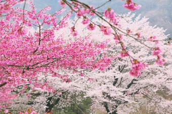 黒保根運動公園の桜