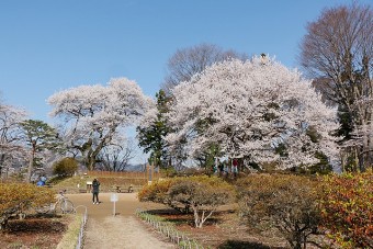 沼田公園の桜