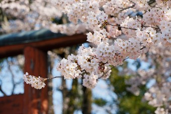 沼田公園の桜