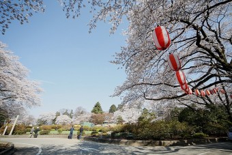 沼田公園の桜