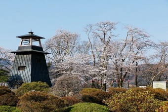 沼田公園の桜