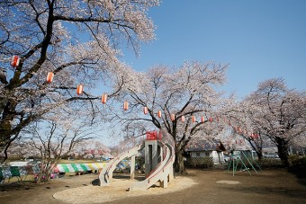 見頃は4月上旬～4月中旬