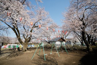 沼田公園の桜