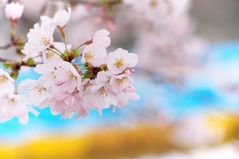 見ごろ（例年）は、4月上旬～中旬