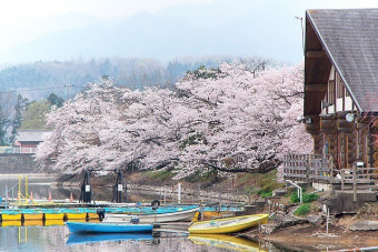 湖畔の桜