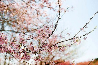 桜山森林公園の桜