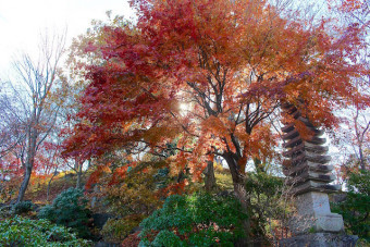 本格的な庭園と紅葉