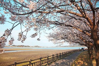 多々良沼公園の桜