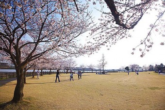 多々良沼公園の桜