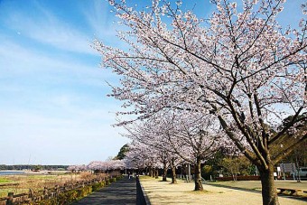 多々良沼公園の桜