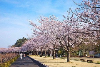 「多々良沼公園」は、花見の時期には見事な景観が望める