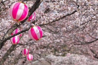 桜並木路の桜