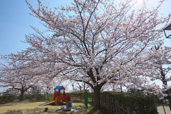 見頃は3月下旬～5月上旬