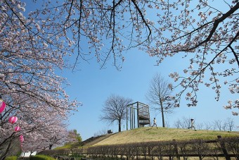 桜並木路の桜