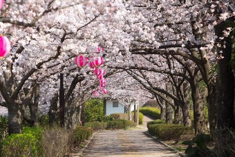 桜並木路の桜