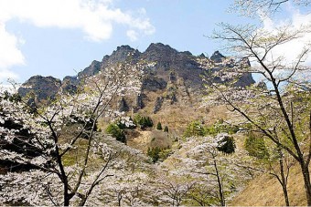 県立森林公園さくらの里の桜