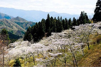 「県立森林公園さくらの里」は、約45種類の桜が咲き誇る