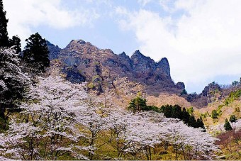 県立森林公園さくらの里の桜