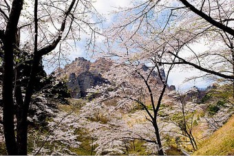 県立森林公園さくらの里の桜