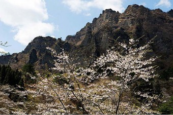県立森林公園さくらの里の桜
