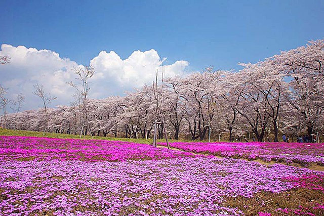 赤城南面千本桜 - 群馬県前橋市苗ケ島町のお花見スポット