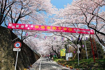 赤城南面千本桜の桜