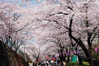 赤城南面千本桜の桜