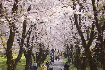 見ごろ（例年）は、4月上旬～中旬