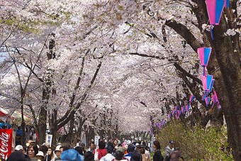 赤城南面千本桜の桜