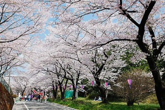 赤城南面千本桜の桜