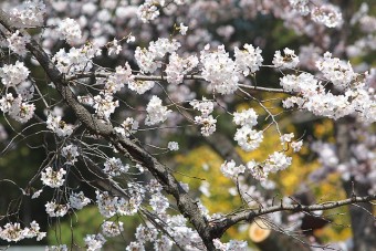 桜（ソメイヨシノ）