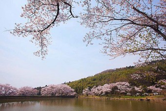 菅塩沼の桜