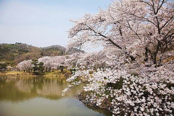 見ごろ（例年）は、4月上旬～中旬