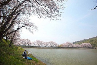 菅塩沼の桜