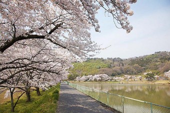 菅塩沼の桜