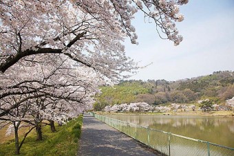 菅塩沼の桜