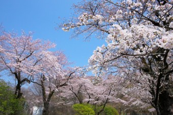 水道山公園の桜