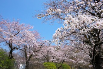 水道山公園の桜