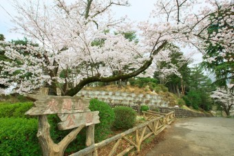 水道山公園に咲く桜