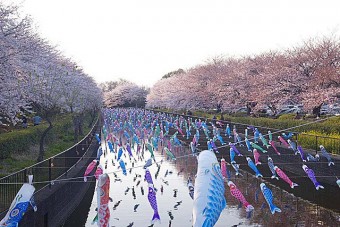 鶴生田川の桜