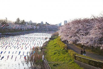 鶴生田川の桜