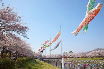 鶴生田川の桜