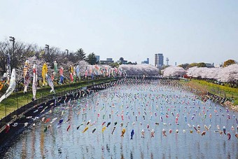 鶴生田川の桜