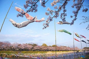 鶴生田川の桜