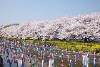 見ごろ（例年）は、4月上旬