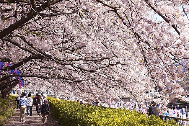 鶴生田川 群馬県館林市城町のお花見スポット