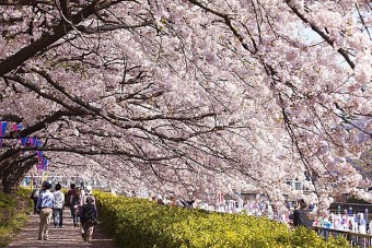 「鶴生田川」は、こいのぼりのライトアップで夜桜も楽しめる