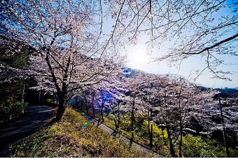 牛伏山自然公園の桜