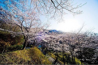 牛伏山自然公園の桜